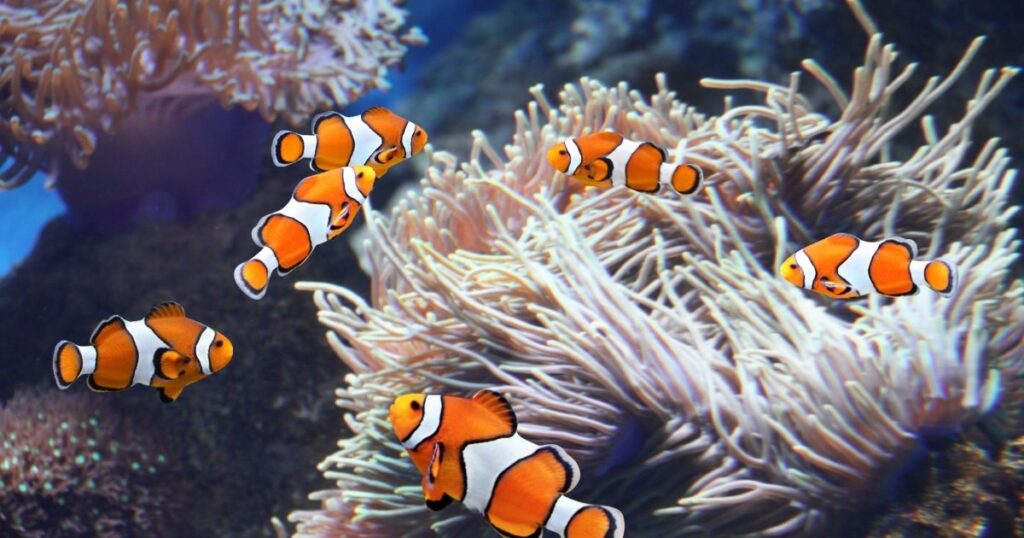 Clown fish living in a sea anemone