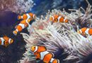 Clown fish living in a sea anemone