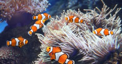 Clown fish living in a sea anemone
