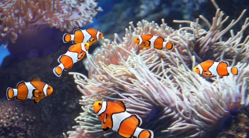 Clown fish living in a sea anemone