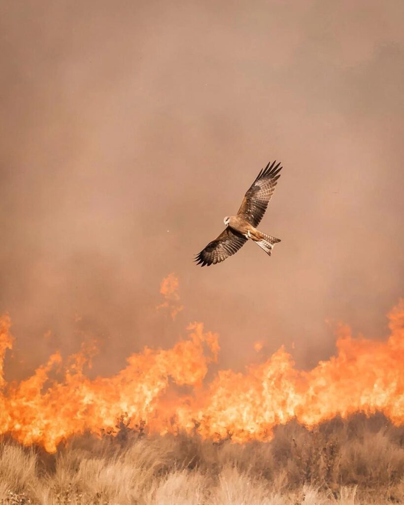 Fire hawk flying over burning savanna