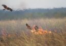 Fire hawks picking up burning branches