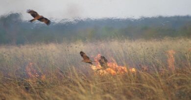 Fire hawks picking up burning branches