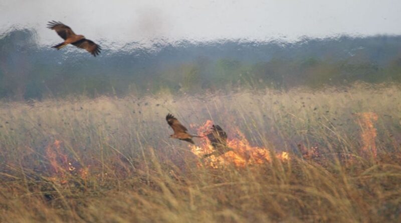 Fire hawks picking up burning branches