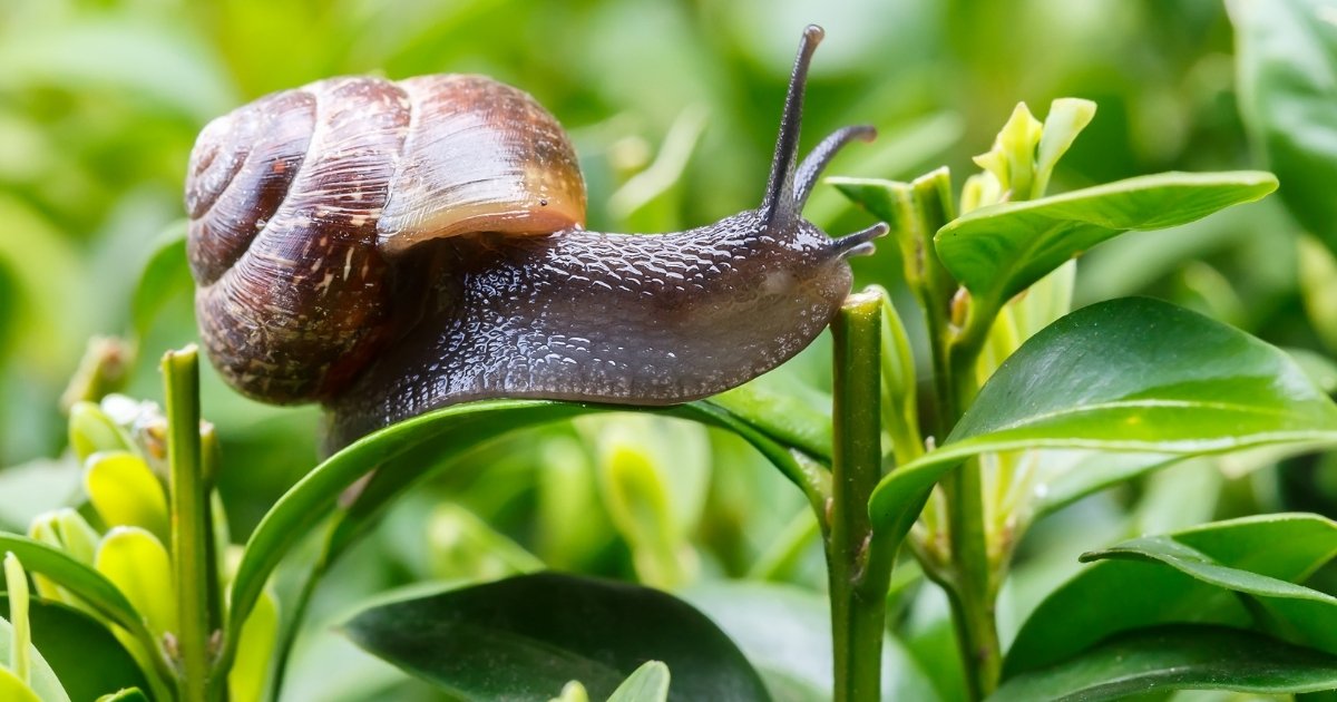 A garden snail on a blade of grass