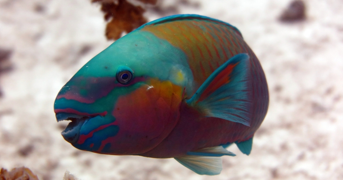 A parrot fish
