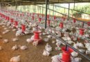 From Poop to Power How Poultry Waste Is Turned into Energy