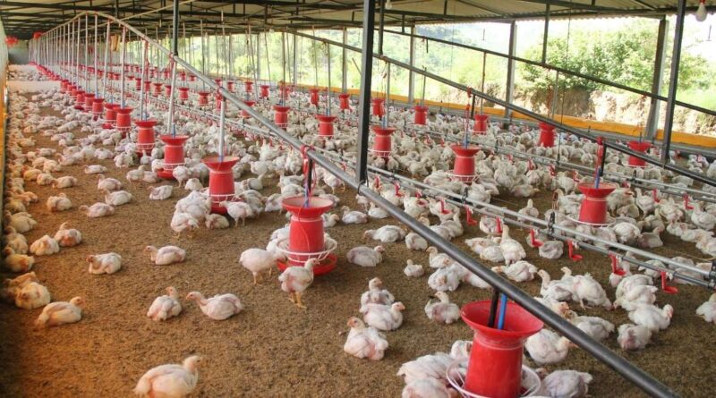 From Poop to Power How Poultry Waste Is Turned into Energy