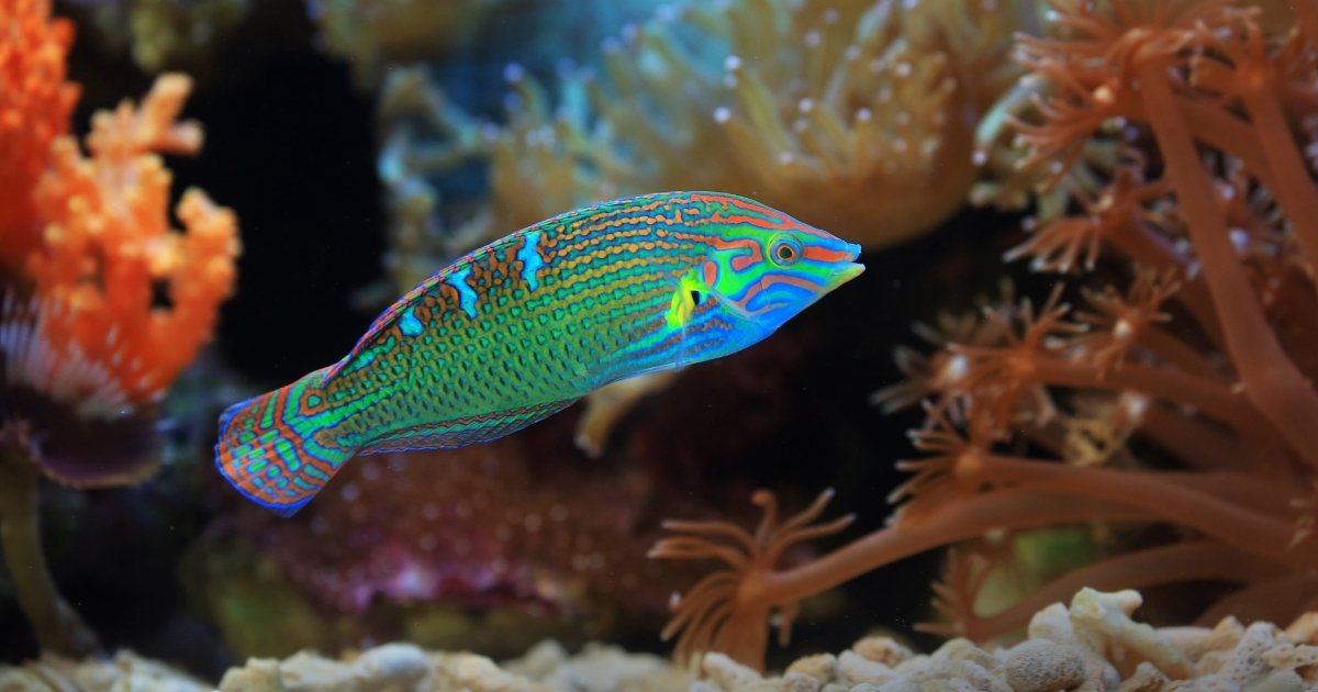 A wrasse among corals