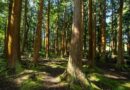 5 Things You Can Do in Your Daily Life to Save Trees