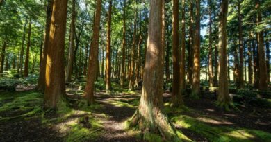 5 Things You Can Do in Your Daily Life to Save Trees