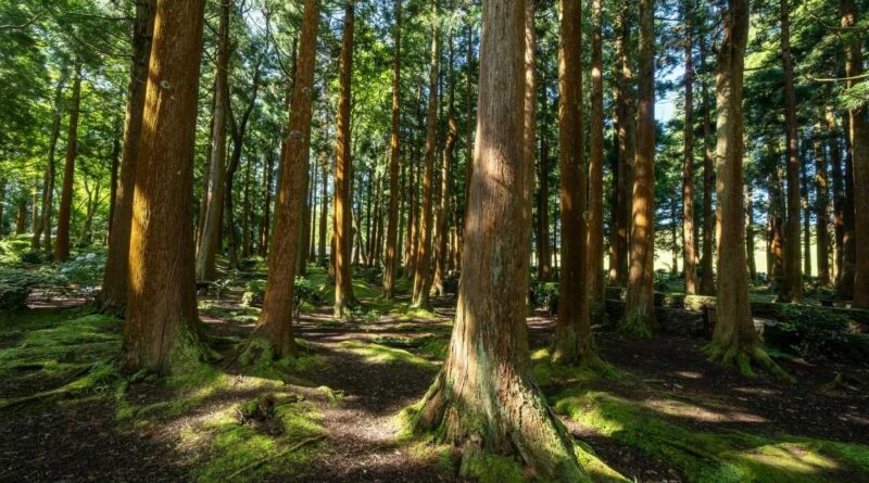 5 Things You Can Do in Your Daily Life to Save Trees