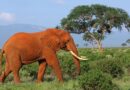 How The World Is Fighting Elephant Poaching And The Ivory Trade