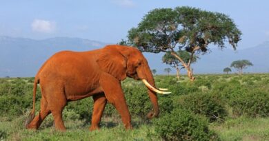 How The World Is Fighting Elephant Poaching And The Ivory Trade