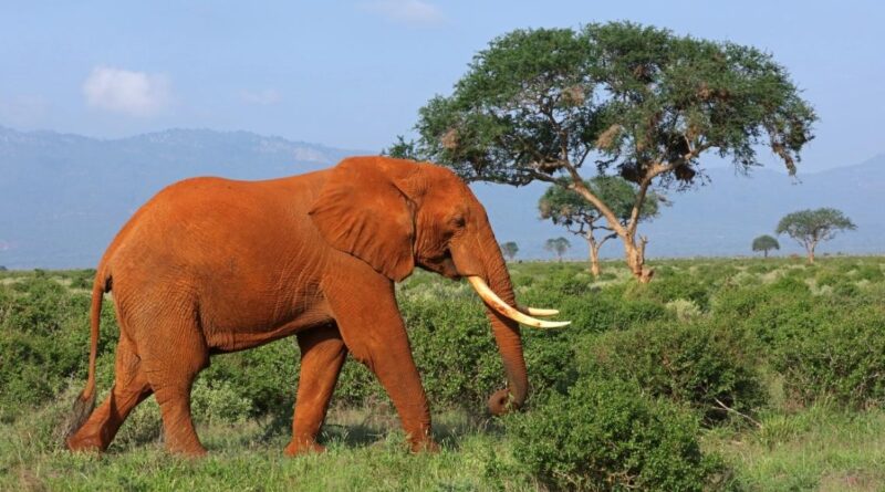 How The World Is Fighting Elephant Poaching And The Ivory Trade