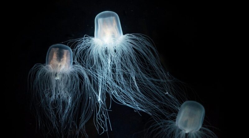 Animals that can live forever