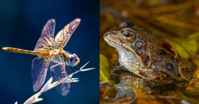 Frog and dragonfly