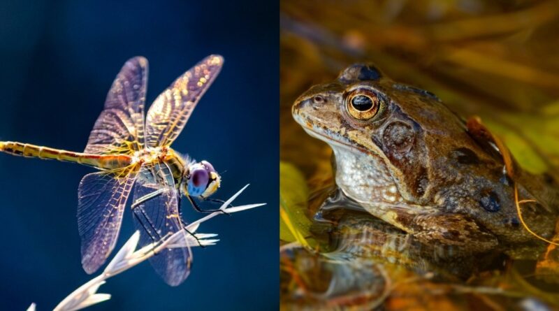Frog and dragonfly