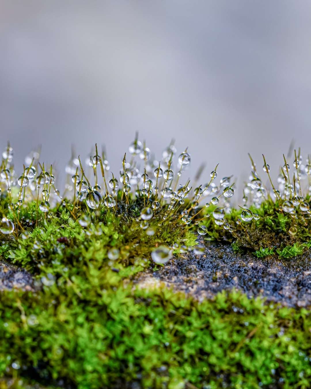 Antarctic moss