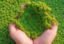 How Scientists Are Using Azolla to Fight Climate Change