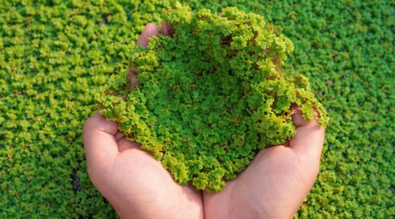 How Scientists Are Using Azolla to Fight Climate Change