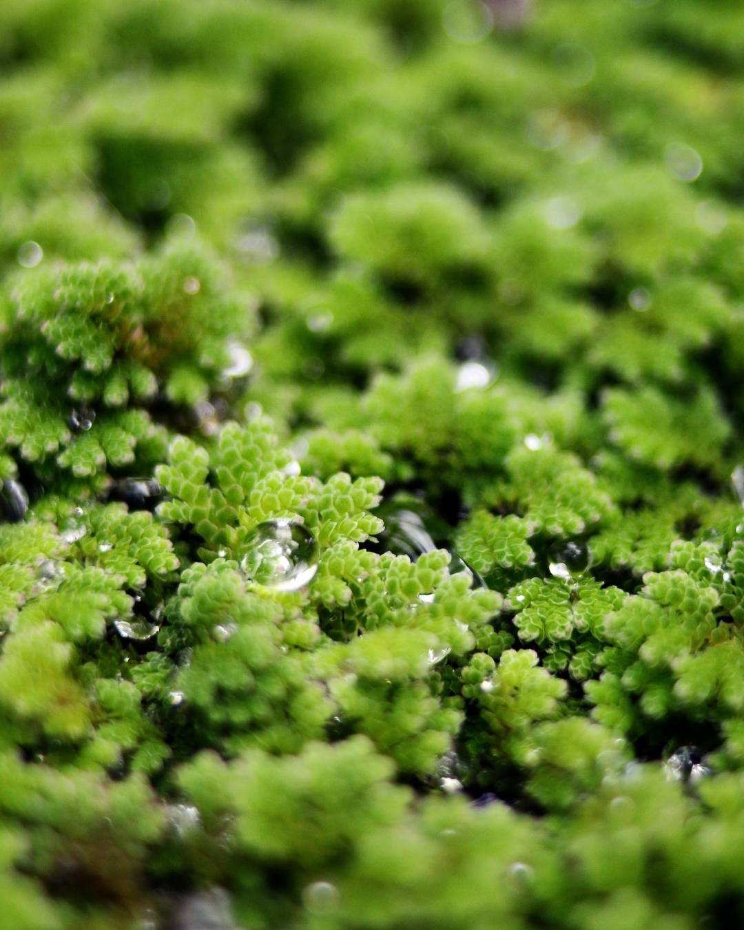 Closeup of azolla