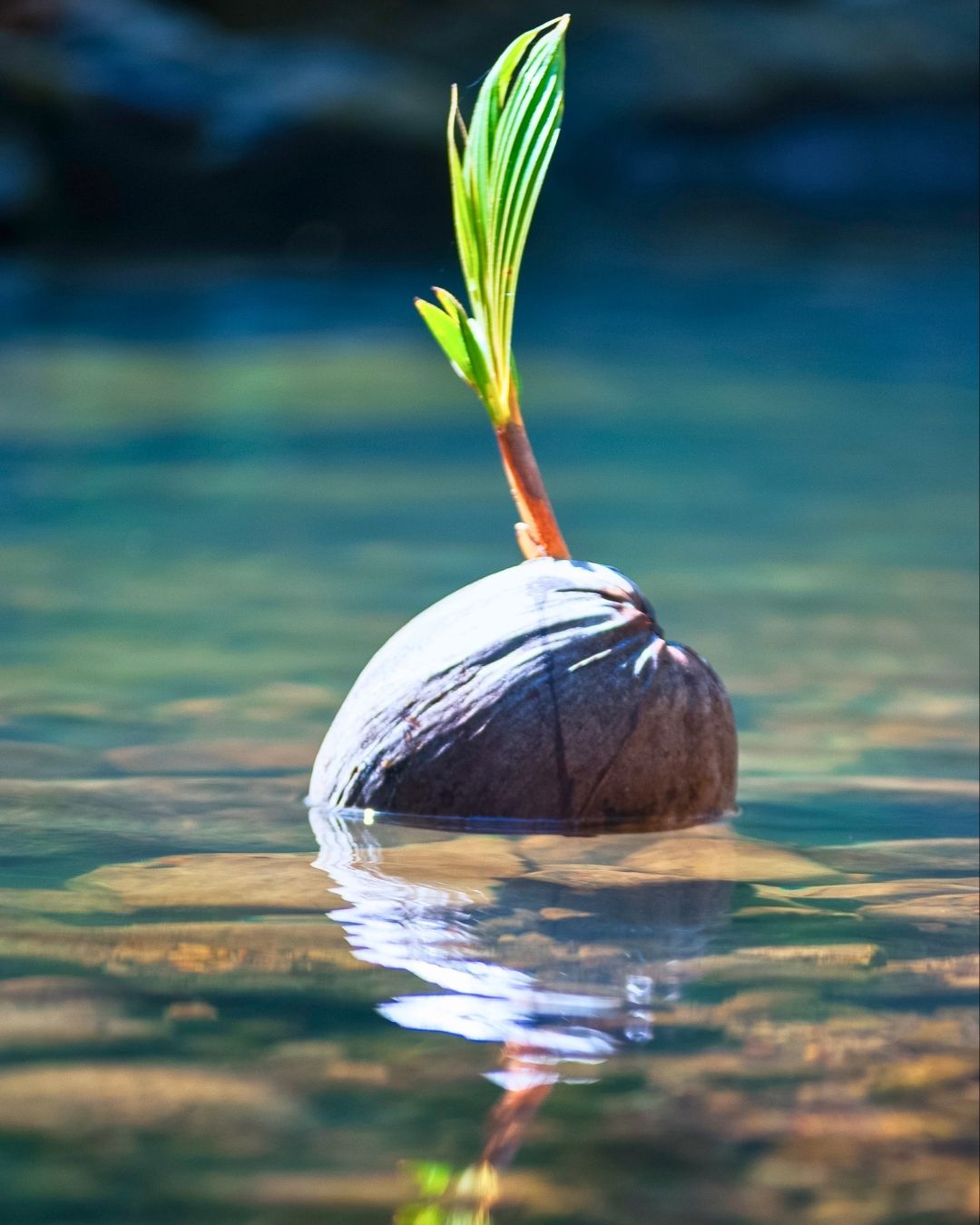 Coconut sprouting on a beach