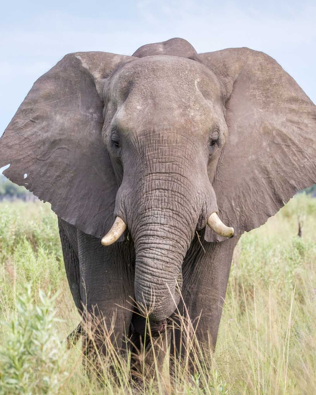 Bull elephant