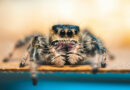 Why Having Spiders in Your House Is Actually a Good Thing