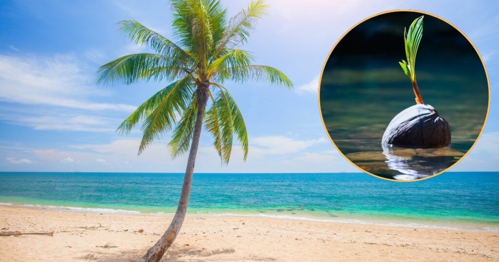 The Wandering Palm: How Coconuts Traveled the World