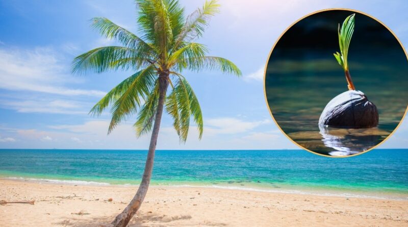 The Wandering Palm: How Coconuts Traveled the World