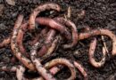 How Earthworms Turn Dead Matter Into Living Soil