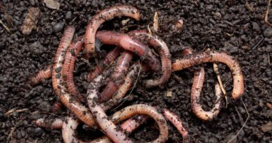 How Earthworms Turn Dead Matter Into Living Soil