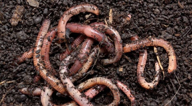 How Earthworms Turn Dead Matter Into Living Soil