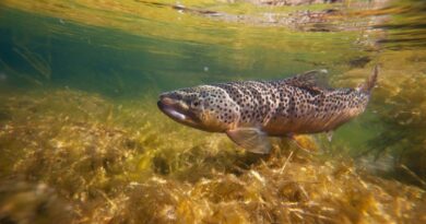 How Do Fish End Up in Lakes with No Rivers or Streams?