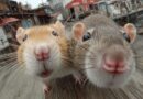 How to Get Rid of Rodents Without Using Pesticides