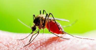 How To Keep Mosquitoes Away Without Pesticides