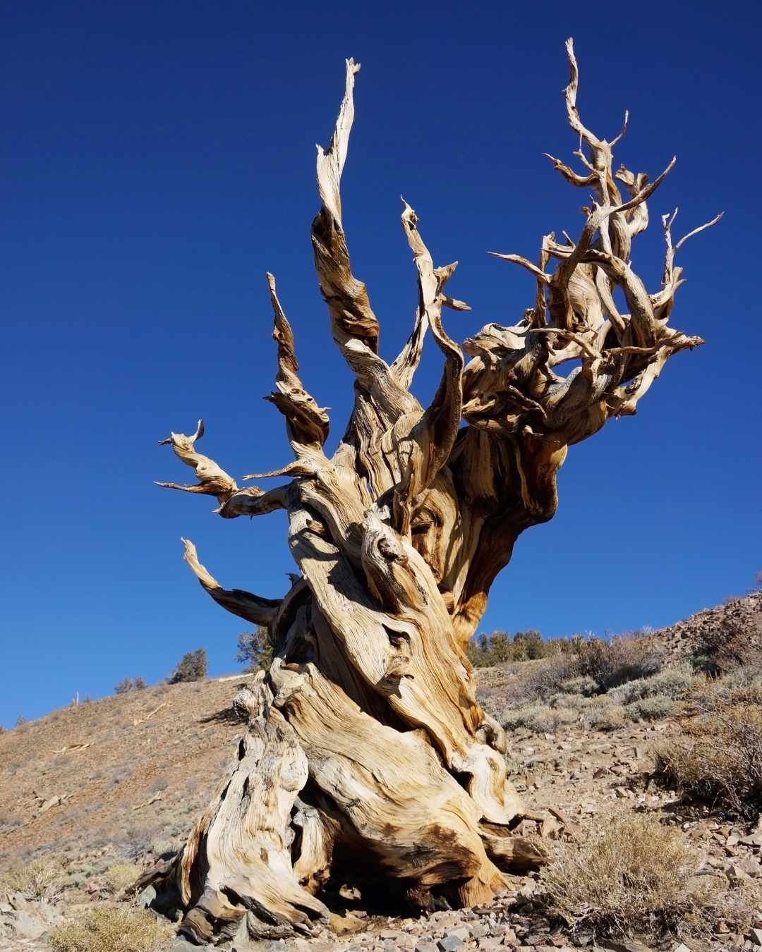 The Methuselah tree 