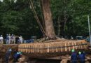 How Moving Giant Trees Became a Real Alternative to Cutting Them Down