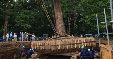How Moving Giant Trees Became a Real Alternative to Cutting Them Down