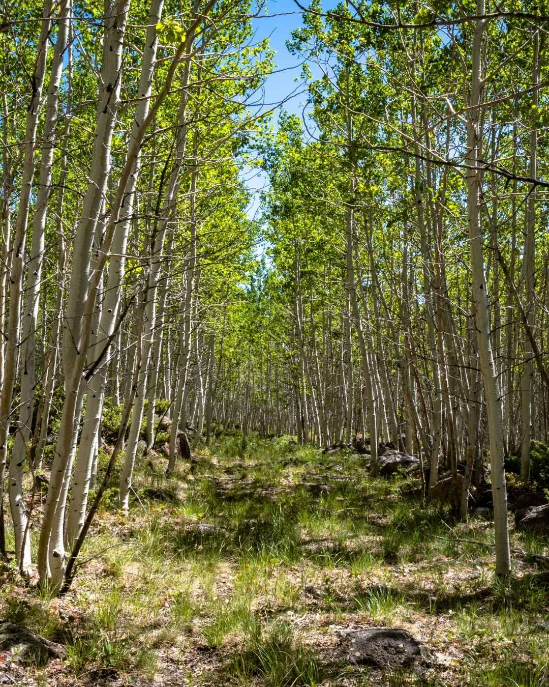 The Pando aspen forest