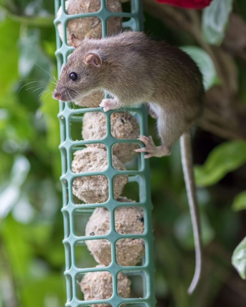 Rat on bird feeder