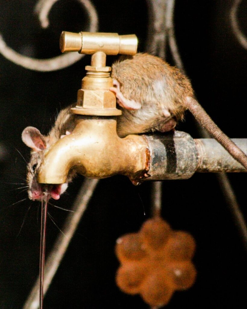 Rat drinking from a fosset