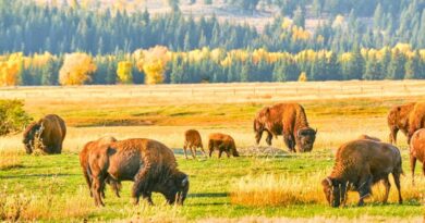 Herd of buffalos grazing