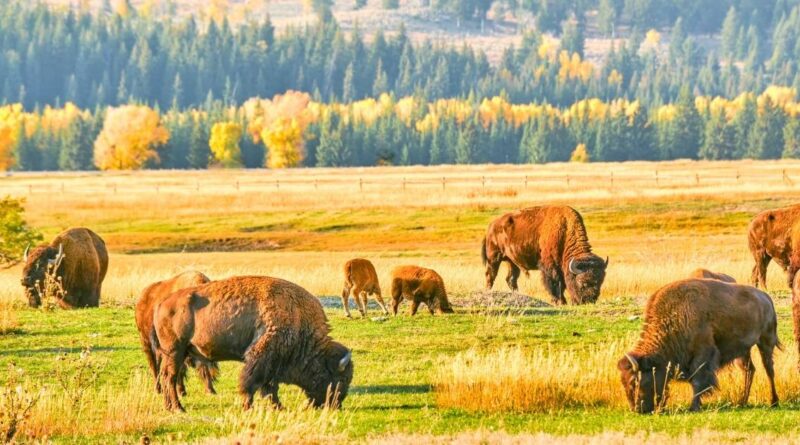 Herd of buffalos grazing