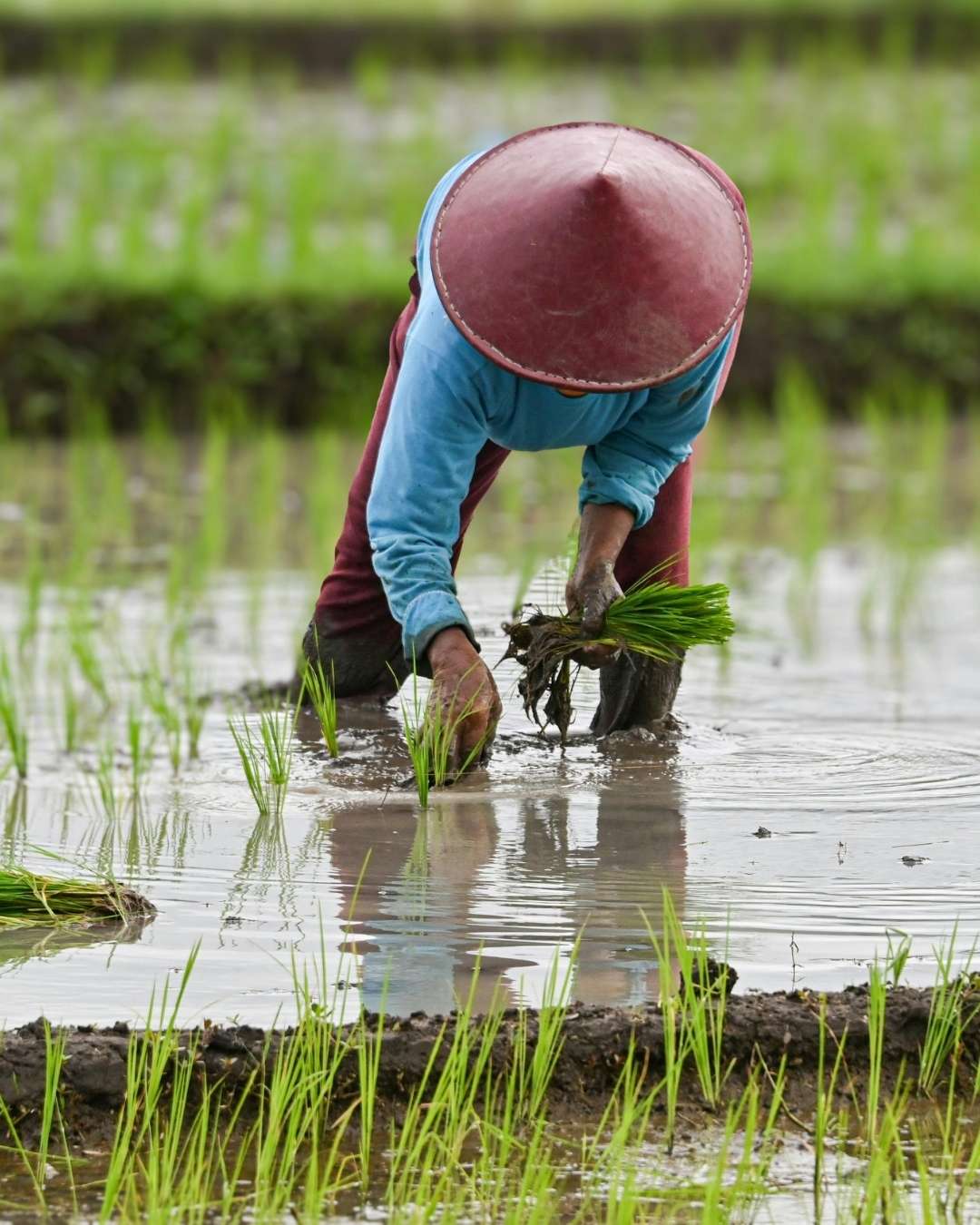 Farmer planting rice