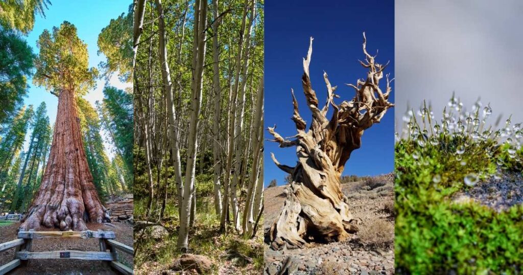 The Oldest Living Organisms on Earth