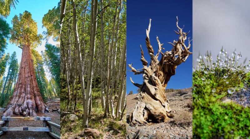 The Oldest Living Organisms on Earth