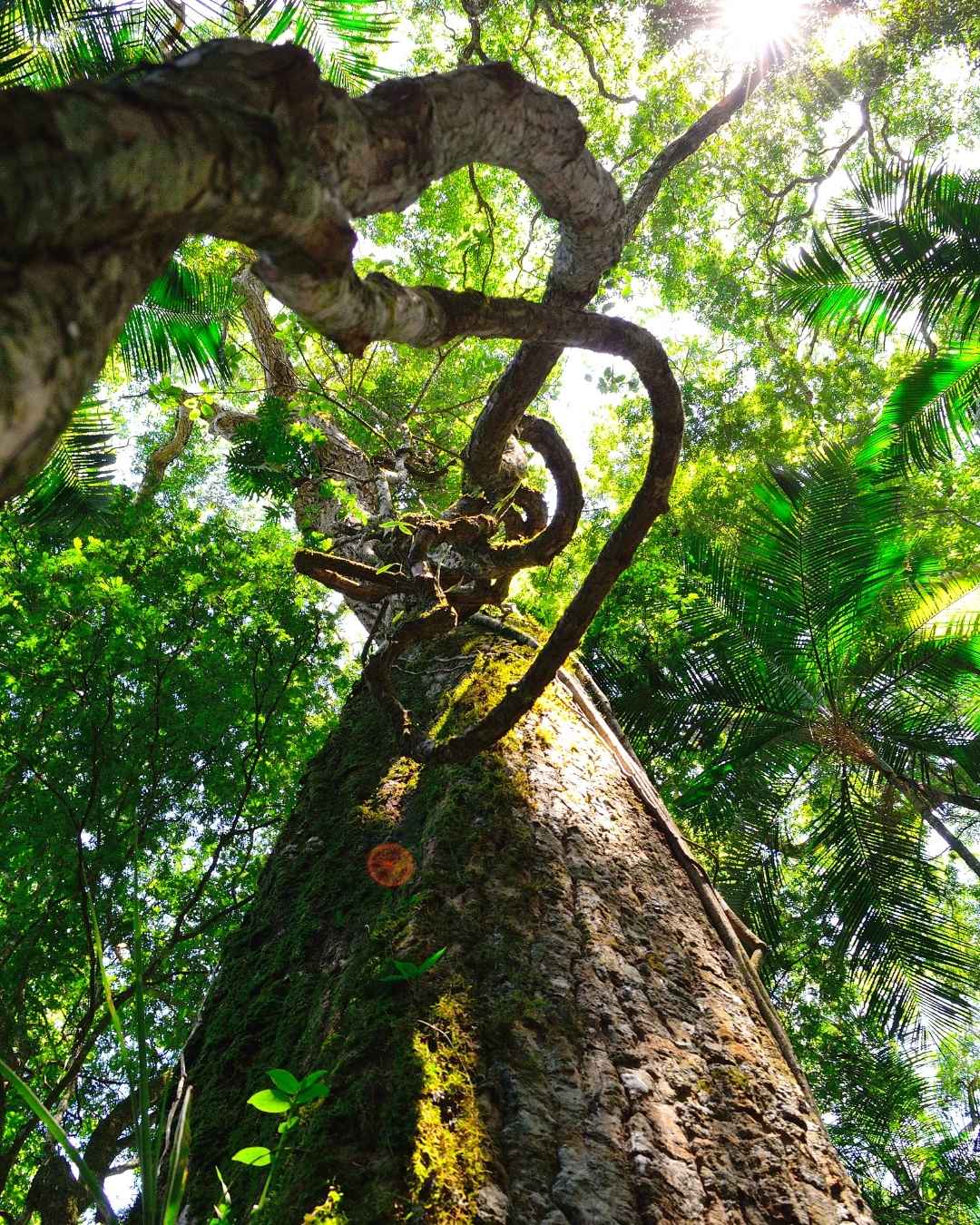 Tree in the Amazon jungle
