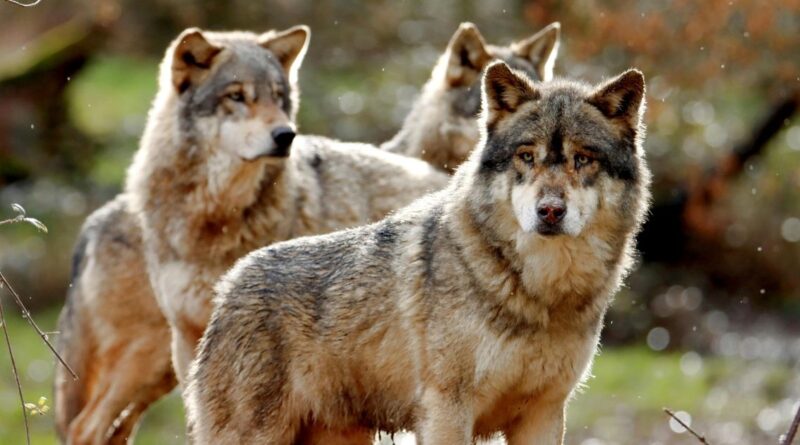 Three wolves in a forest